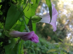 Calystegia sepium spectabilis