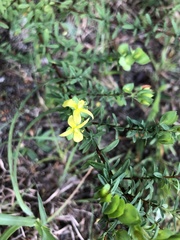 Hypericum crux-andreae