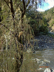 Sophora microphylla
