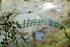 Sophora microphylla