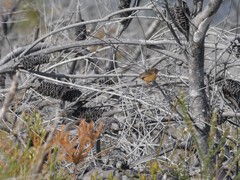 Stipiturus malachurus malachurus