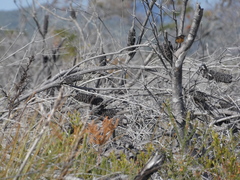 Stipiturus malachurus malachurus