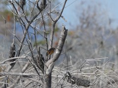 Stipiturus malachurus malachurus