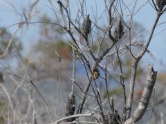 Stipiturus malachurus malachurus