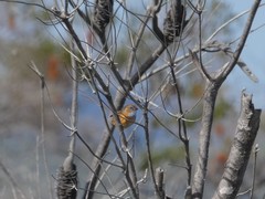 Stipiturus malachurus malachurus