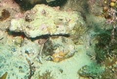 Eucrassatella kingicola