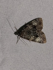 Catocala lineella