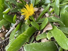 Glottiphyllum longum