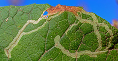 Phytomyza lappae