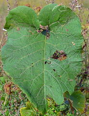 Phytomyza lappae