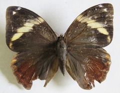 Opsiphanes tamarindi tamarindi
