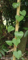 Tinospora