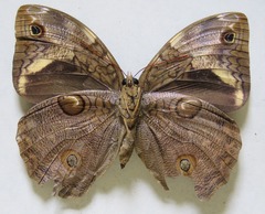 Opsiphanes tamarindi tamarindi