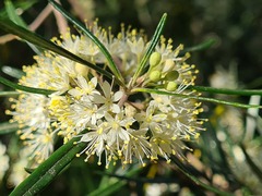 Zanthoxyloideae