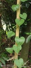 Tinospora