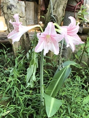 Hippeastrum reticulatum