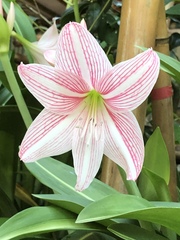 Hippeastrum reticulatum