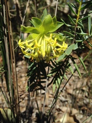 Pimelea suaveolens