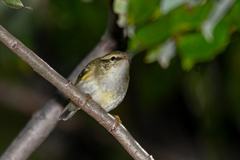 Phylloscopus proregulus