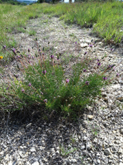Dalea tenuis