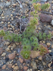 Drosera stolonifera