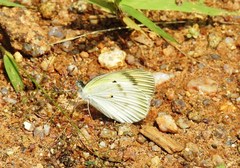 Colotis etrida