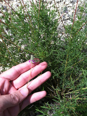 Dalea tenuis