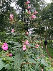 Impatiens glandulifera
