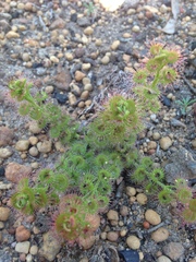 Drosera stolonifera