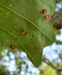 Phylloteras volutellae