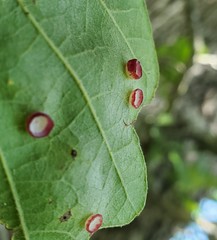 Phylloteras volutellae