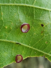 Phylloteras volutellae