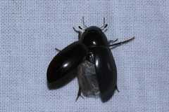 Hydrochara caraboides