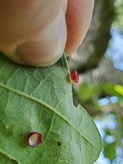 Phylloteras volutellae