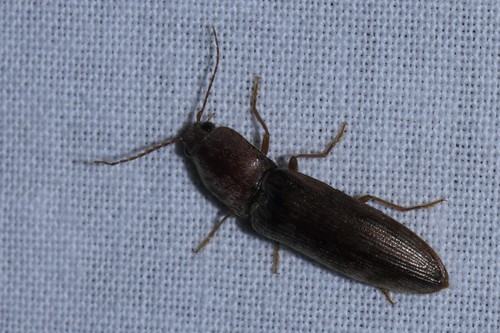 V click beetle, Wageningen, Nederland, photo 6 of 10