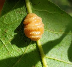 Andricus nigricens