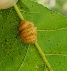 Andricus nigricens