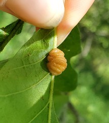 Andricus nigricens