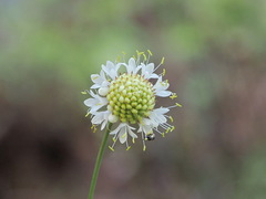 Cephalaria ambrosioides