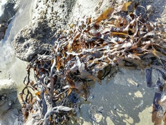 Carpophyllum flexuosum