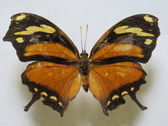 Consul fabius cecrops