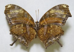 Consul fabius cecrops