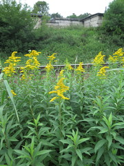 Solidago gigantea