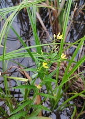 Lysimachia davurica