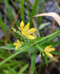 Lysimachia davurica