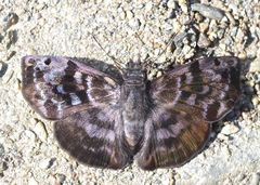 Ebrietas evanidus
