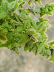 Rhopalomyia anthophila