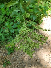 Rhopalomyia anthophila