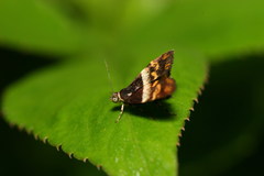 Choreutis xanthogramma