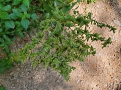 Rhopalomyia anthophila